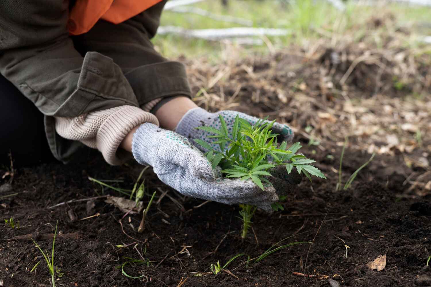 Tree Health Inspection in Foster City, CA